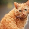 ЛюбительКотов